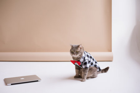 A Pet Scottish straight eared cat working in costume shirt and a red tie sits sitting in a brown video production studio with laptopのeditorial素材