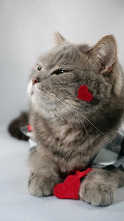 A cute gray cat scottish straight is wearing a chirt with red heart patterns and a red bowtie on February 14 for Valentines Day. The pet is lying down on surface white backgroundの写真素材