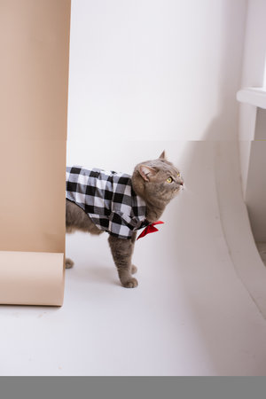 A Pet Scottish straight eared cat working in costume shirt and a red tie in a white video production studioの写真素材