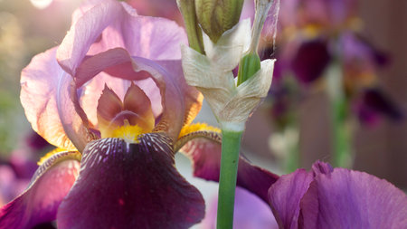 Floral natural background with blue gardenia, pink rose, white chrysanthemum close-upの写真素材