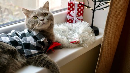 Scottish straight eared cat surprised with red tie bow on New Years holiday, celebrating Christmas....