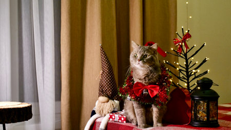 Scottish straight eared cat and red decorations on New Years, celebrating Holiday Christmas. Pet sitting on the bed at homeの写真素材