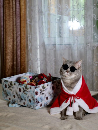 Scottish straight cat in New Years red suit and sunglasses for New Year, Christmas. A pet on the eve of the holidays 2025 at home on the bedの写真素材