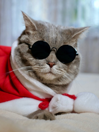 Scottish straight cat in New Years red suit and sunglasses for New Year, Christmas. A pet on the eve of the holidays 2025 at home on the bedの写真素材