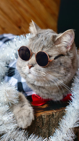 Scottish straight cat celebrates holiday eve Happy New Year 2025 and Merry Christmas. Pet in sunglasses is looking at the camera.の写真素材