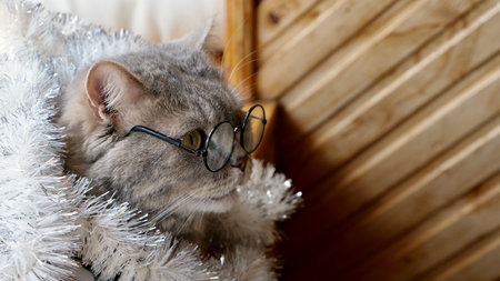 Scottish straight cat celebrates holiday eve Happy New Year and Merry Christmas. Pet in glasses is looking awayの写真素材