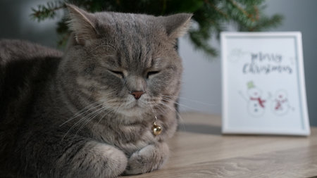 A gray Scottish Straight cat is resting with its eyes closed next to a small Christmas tree and a framed Merry Christmas drawing 2026の写真素材