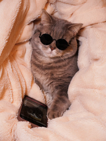 A funny gray cat in sunglasses is chilling on a fluffy blanket, looking at a smartphone. A humorous and cozy pet portraitのeditorial素材