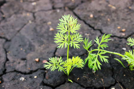 Carrot sprouts growing in the ground soilの写真素材