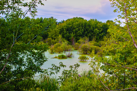Picturesque summer swamp landscape in the vicinity of Ufa city in Russia