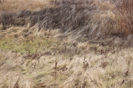 Field with dry grass in autumnの写真素材