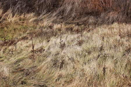 Field with dry grass in autumnの写真素材
