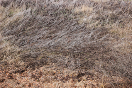 Field with dry grass in autumnの写真素材