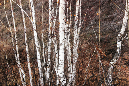 Autumn birch forest backgroundの写真素材