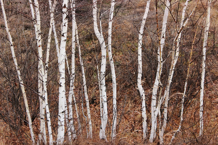 Autumn birch forest backgroundの写真素材