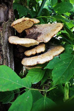 Dryad's saddle mushrooms (Polyporus squamosus) growing on the old box elder tree (Acer negundo)の写真素材