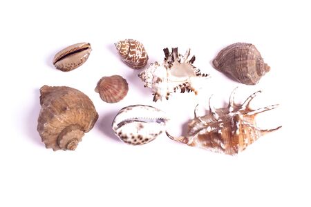 seashells of different seas sizes and types on a white background isolated background