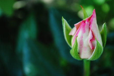 flower, pink, rose, nature,,,,,,,,,,,,,の写真素材