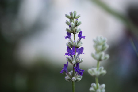 aroma, aroma, aromatherapy, aromatic, background, beautiful, beauty, bloom, blooming, blossom, blue, botany, color, farm, flora, floral, flower, garden, gardening, green, growing, herb, herbal, lavender, leaf, light, meadow, natural, nature, organic, purpの写真素材