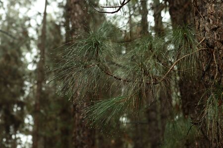 Canary pine washed by the rain.