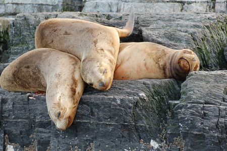 Fur seals play in the waterの写真素材