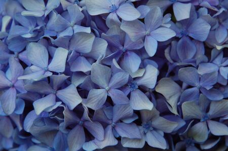 Hydrangea - fifty shades of beauty.の写真素材