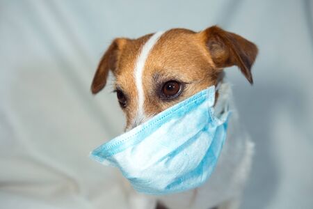 Jack Russell Terrier in quarantine. Coronavirus. Medical masks are a must for everyone.の写真素材