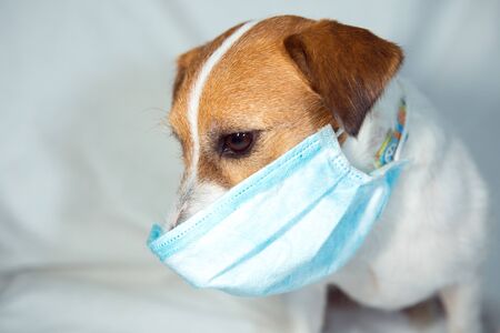 Jack Russell Terrier in quarantine. Coronavirus. Medical masks are a must for everyone.の写真素材