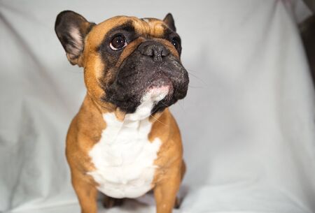 Fawn French Bulldog with a white breastの写真素材