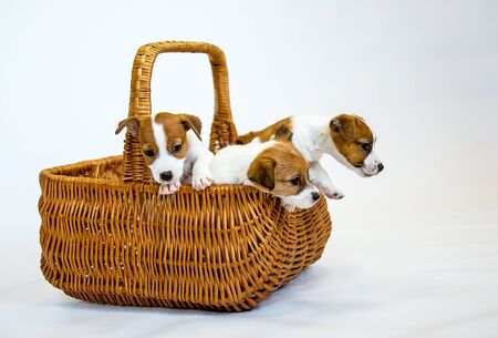 Puppies Russell Terrier. Little puppies play in a wicker basket. Isolated on a white background.の写真素材