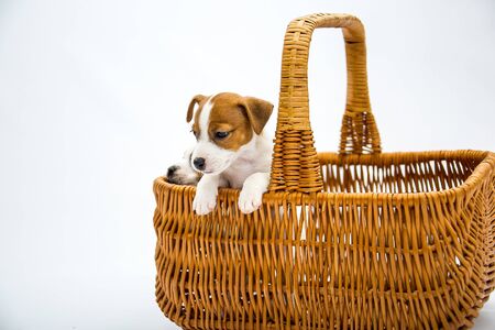 Puppies Russell Terrier. Little puppies play in a wicker basket. Isolated on a white background.の写真素材