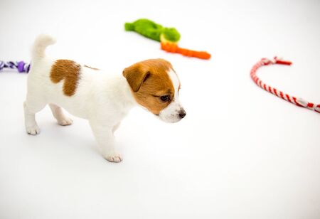 Little Jack Russell Terrier puppies. Puppies play with toys. White background.の写真素材