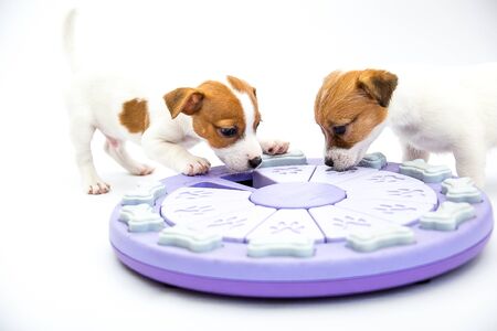Little Jack Russell Terrier puppies. Puppies play with toys. White background.の写真素材