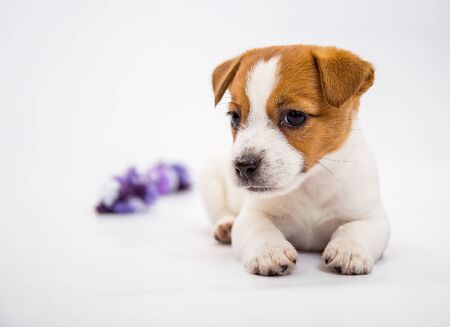 Little Jack Russell Terrier puppies. Puppies play with toys. White background.の写真素材