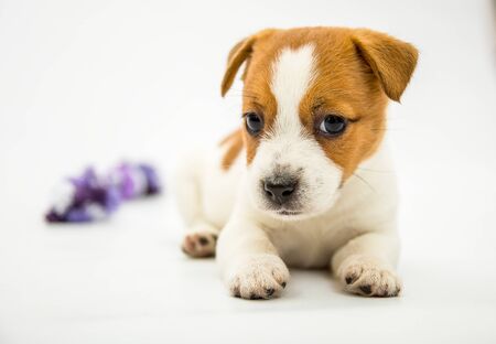 Little Jack Russell Terrier puppies. Puppies play with toys. White background.の写真素材
