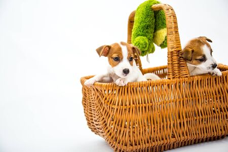 Puppies Russell Terrier. Little puppies play in a wicker basket. Isolated on a white background.の写真素材