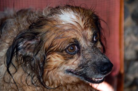 Beautiful yellow and white dog with brown eyes and a black noseの写真素材