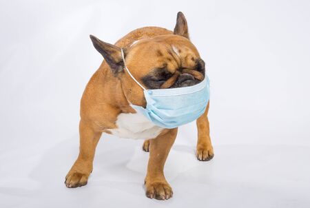 Emotions of a French bulldog in a mask during the quarantine period. Coronavirus. Isolated on white in a studio. Medical masks are a must for everyone. Friendly conceptの写真素材