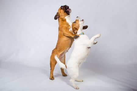 Two cute playful dogs during the game look up with happy interest. French Bulldog and Jack Russell...