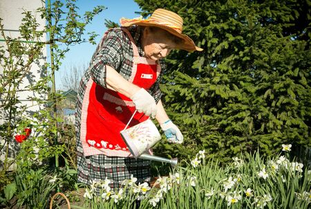 Charming old woman. A woman of advanced years joyfully watering flowers growing near a spruce.の写真素材