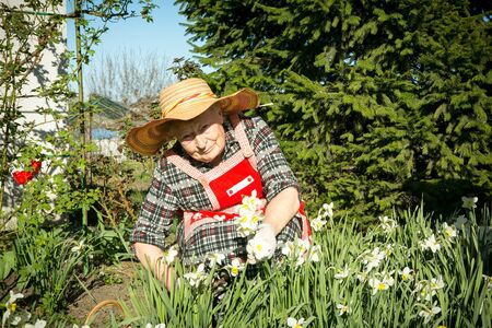 Charming old woman. Old woman cuts the grown flowers. Positive emotions when collecting a bouquet.の写真素材