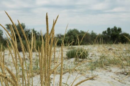 Yellow ripened grass on a background of sand and green trees in the distanceの写真素材