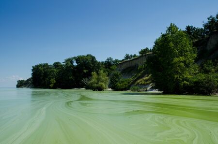 Green riverbank covered with duckweed, with treesの写真素材