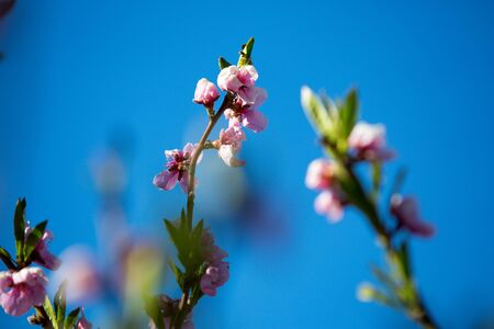 Branches of a blossoming peach on a background of blue skyの写真素材