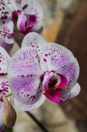Unusual white orchid with burgundy streaks and a pestle with a slight addition of yellowの写真素材