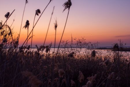 Plants by the river at sunrise against the background of water and skyの写真素材