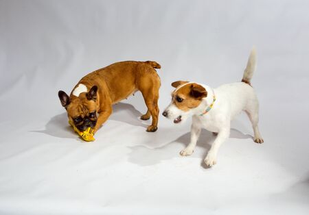 Cute playful French Bulldog and Russell Terrier are playing in the studio. Isolated on a white background.の写真素材
