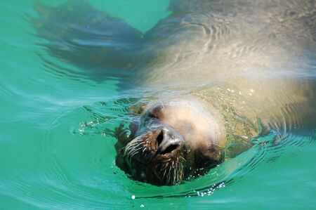Fur seals play in the water