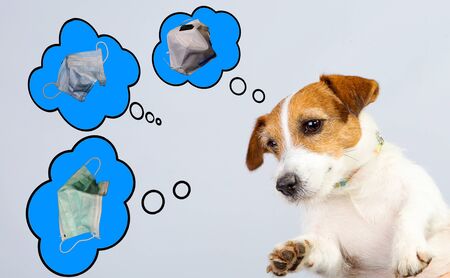 Dreams Jack Russell Terrier about masks for protection against coronovirus. The concept of coronovirus with humor.の写真素材
