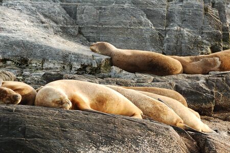 Fur Seal Rookery on the seashoreの写真素材